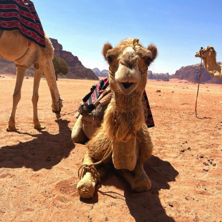 Excursion à dos de chameau à Wadi Rum Jordanie
