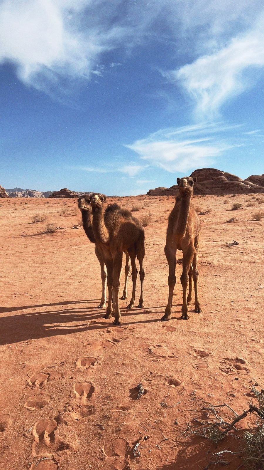 Trois chamelons dans le désert rouge