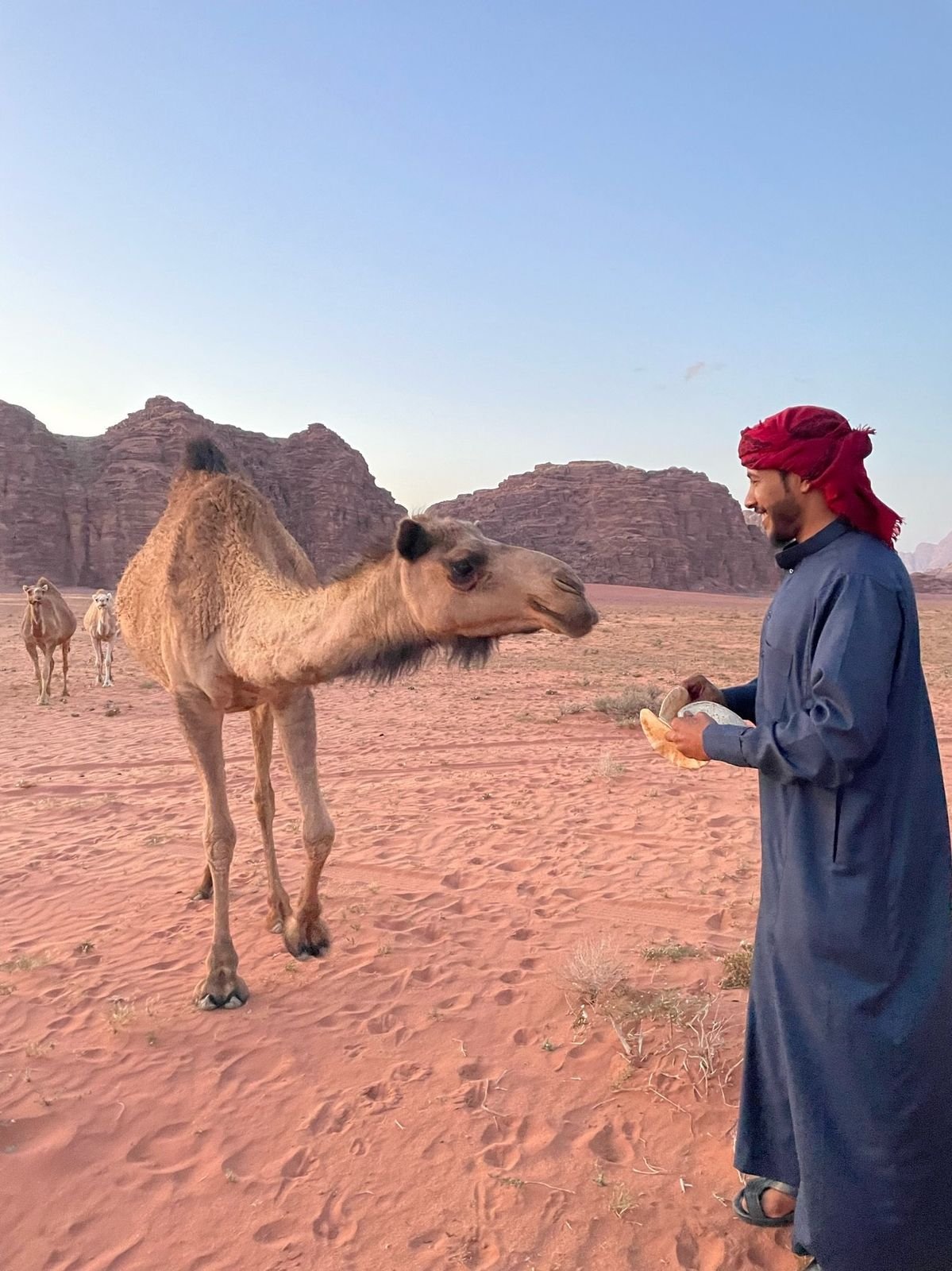 Guide bédouin nourrissant un chameau au coucher du soleil à Wadi Rum