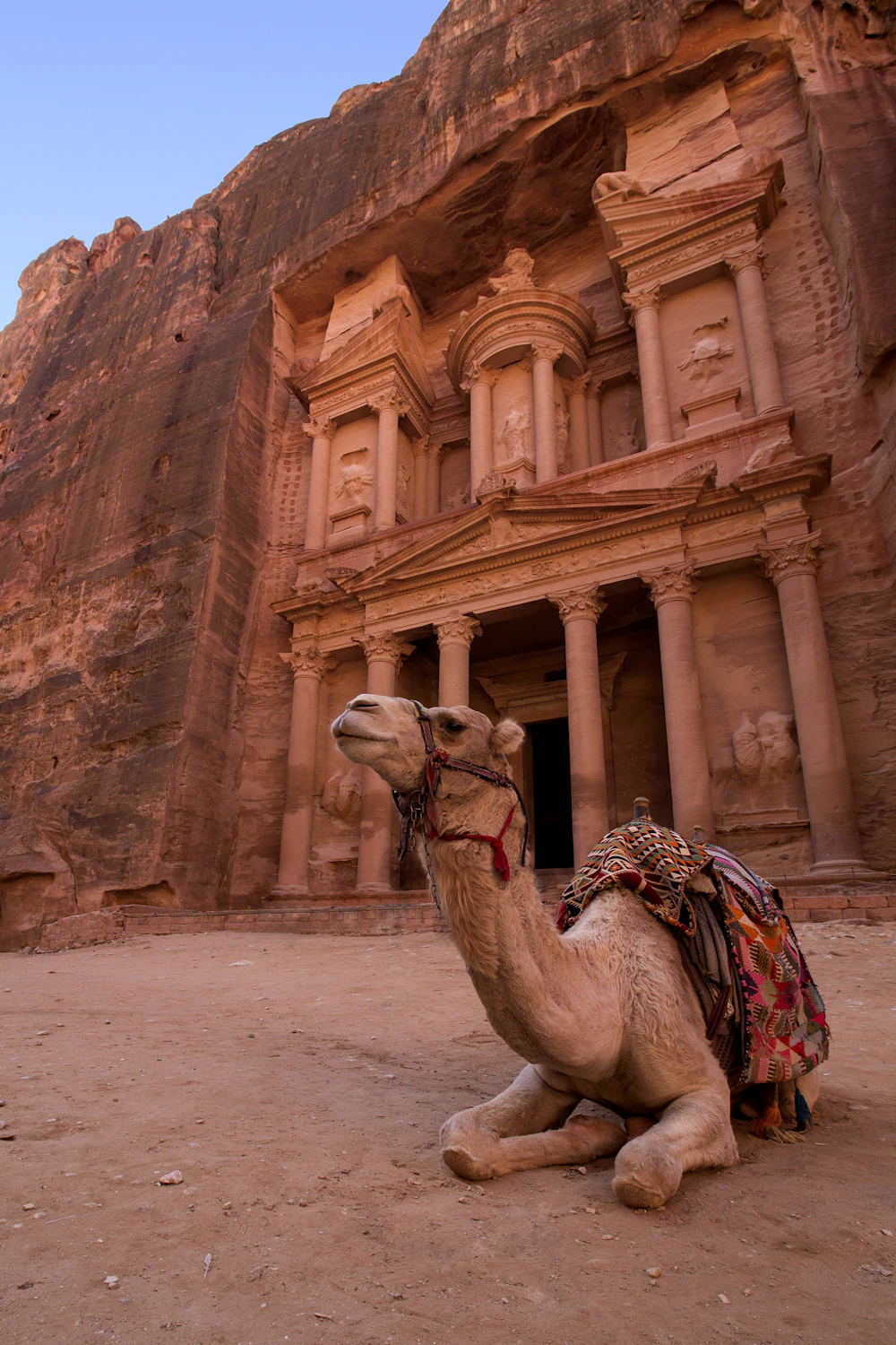 Chameau devant le Trésor de Pétra, en Jordanie